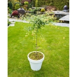 Image de Acer palm. 'Little Princess'