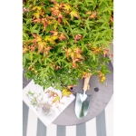 Image de Acer palm. 'Little Princess'