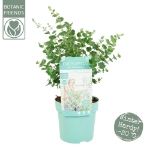 Image de Eucalyptus gunnii 'Azura' (PBR)