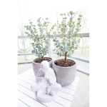 Image de Eucalyptus gunnii 'Azura' (PBR)