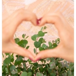 Image de Eucalyptus websteriana ‘Botanic Hearts’