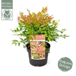 Image de Nandina dom. 'Magical Sunrise' (PBR)