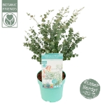 Image de Eucalyptus gunnii 'Azura' (PBR)