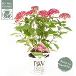 Image de Hydrangea arbo. 'Ruby Annabelle'® (PBR)