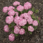 Image de Hydrangea arbo. 'Ruby Annabelle'® (PBR)