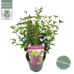 Image de Syringa Bloomerang® 'Dark Purple' (PBR)