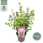 Image de Syringa Bloomerang® 'Dark Purple' (PBR)