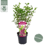 Image de Syringa Bloomerang® 'Dark Purple' (PBR)