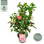 Image de Camellia jap. 'Bonomiana'