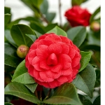 Image de Camellia jap. 'Black Lace'