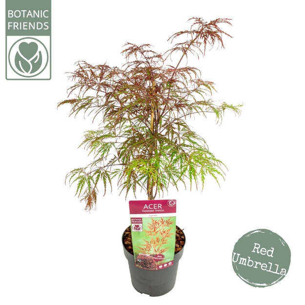 Image de Acer palm. 'Garnet'