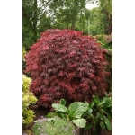 Image de Acer palm. 'Garnet'