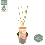 Image de Acer palm. 'Starfish' (PBR)