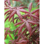 Image de Acer palm. 'Starfish' (PBR)