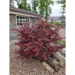 Image de Acer palm. 'Starfish' (PBR)