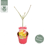 Image de Acer shir. 'Moonrise' (PBR)