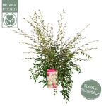 Image de Camellia rost. 'Cupido'® (PBR)