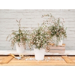 Image de Camellia rost. 'Cupido'® (PBR)