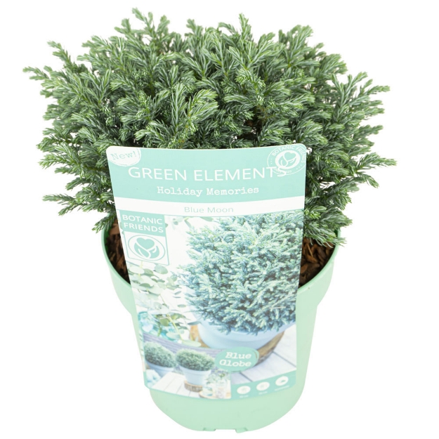 Image de Green Elements® 'Blue Moon' (PBR)