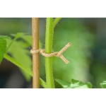 Image de LIEN METAL JUTE  NATUREL - 5 M