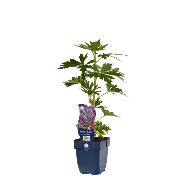 Image de Aconitum carm. 'Arendsii' - pot de 11 cm.