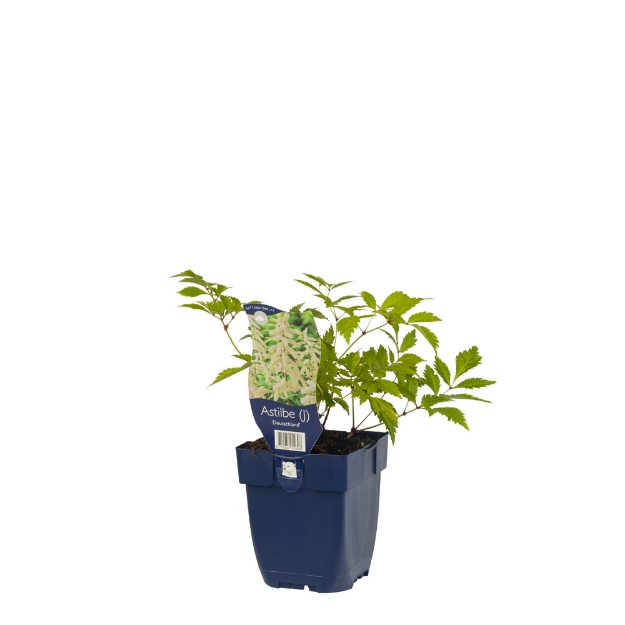 Image de Astilbe (J) 'Deutschland' - pot de 11 cm.