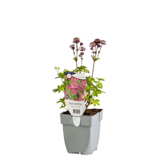 Image de Astrantia maj. 'Claret' - pot de 11 cm.