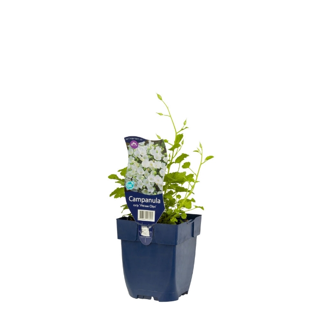 Image de Campanula carp. 'Weisse Clips' - pot de 11 cm.