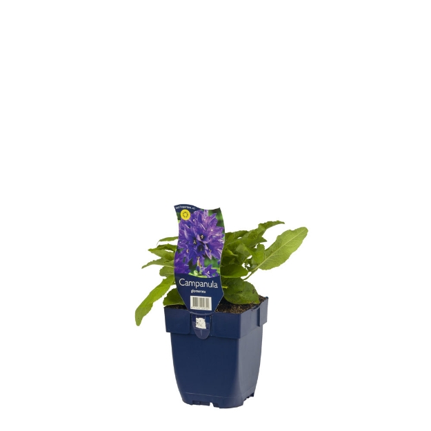 Image de Campanula glomerata - pot de 11 cm.
