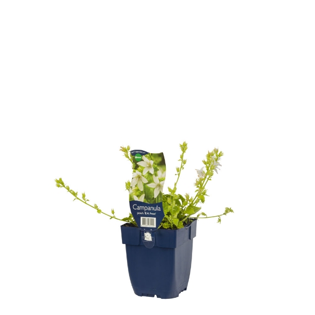 Image de Campanula posch. 'E.H. Frost' - pot de 11 cm.