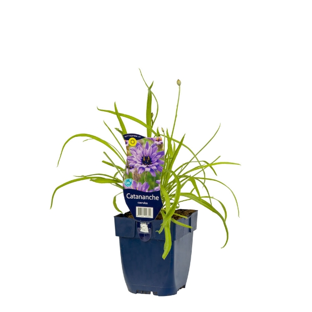 Image de Catananche caerulea - pot de 11 cm.