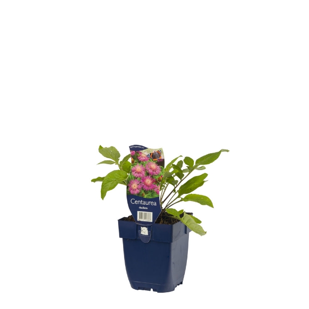 Image de Centaurea dealbata - pot de 11 cm.