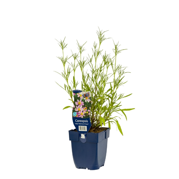 Image de Coreopsis rosea 'American Dream' - pot de 11 cm.
