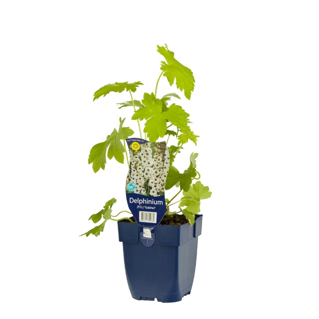 Image de Delphinium (P) 'Galahad' - pot de 11 cm.