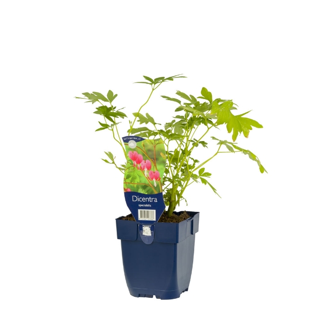 Image de Dicentra spectabilis - pot de 11 cm.