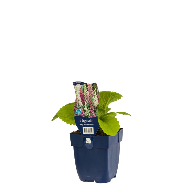 Image de Digitalis purp. 'Gloxiniiflora' - pot de 11 cm.