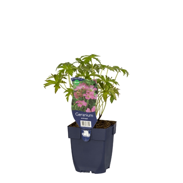 Image de Geranium endressii - pot de 11 cm.