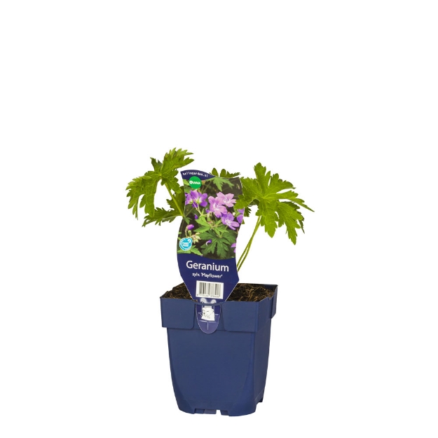 Image de Geranium sylv. 'Mayflower' - pot de 11 cm.
