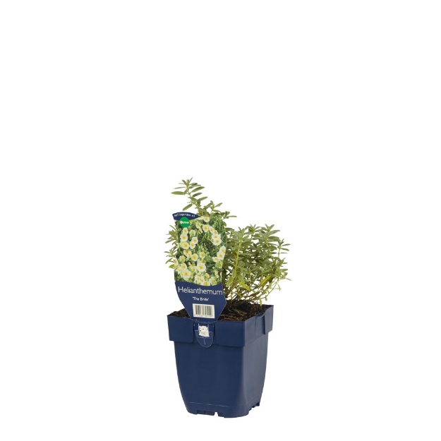 Image de Helianthemum 'The Bride' - pot de 11 cm.