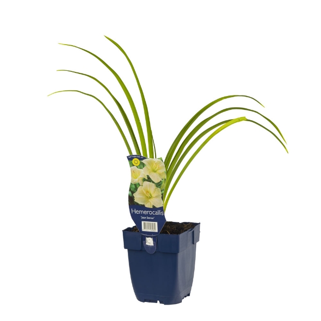 Image de Hemerocallis 'Joan Senior' - pot de 11 cm.