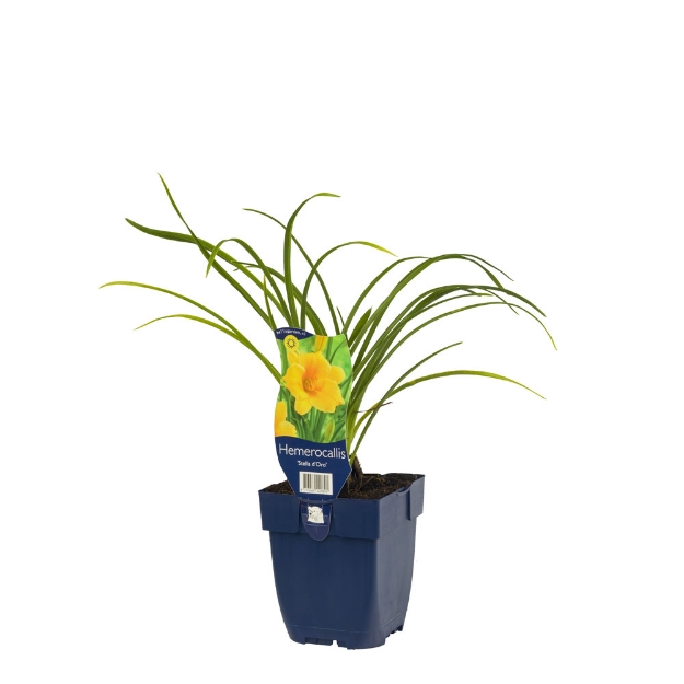Image de Hemerocallis 'Stella d'Oro' - pot de 11 cm.