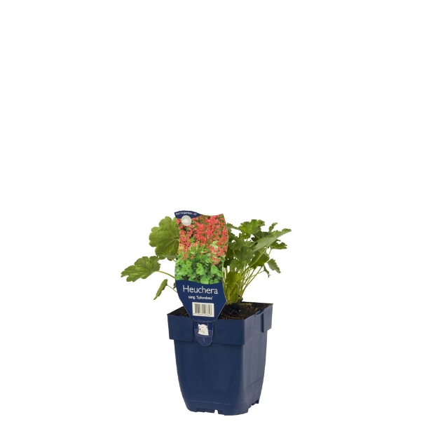Image de Heuchera sang. 'Splendens' - pot de 11 cm.