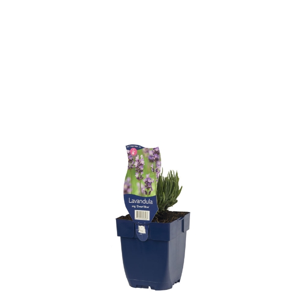 Image de Lavandula ang. 'Dwarf Blue' - pot de 11 cm.