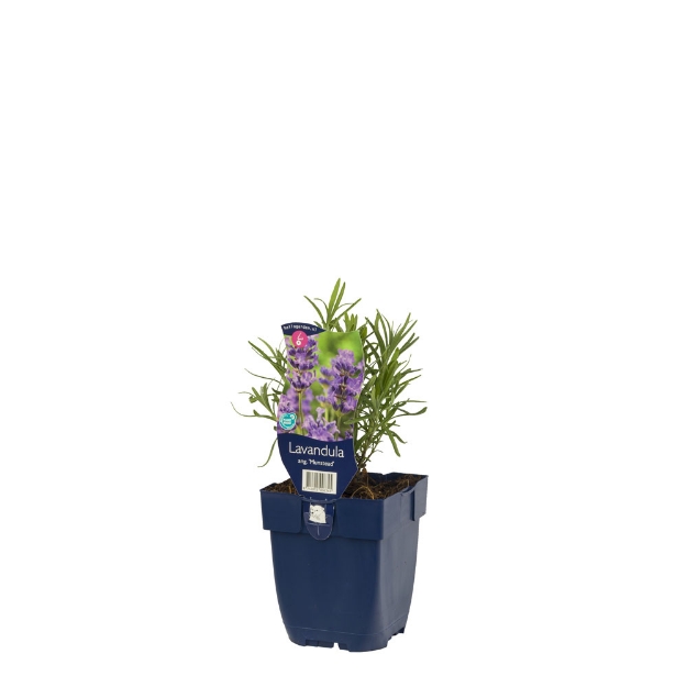 Image de Lavandula ang. 'Munstead' - pot de 11 cm.