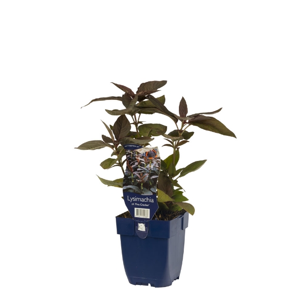 Image de Lysimachia cil. 'Fire Cracker' - pot de 11 cm.
