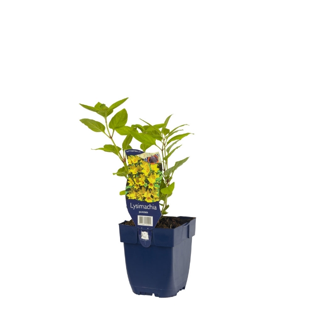 Image de Lysimachia punctata - pot de 11 cm.