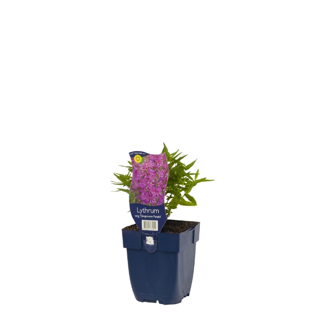 Image de Lythrum sal. 'Dropmore Purple' - pot de 11 cm.
