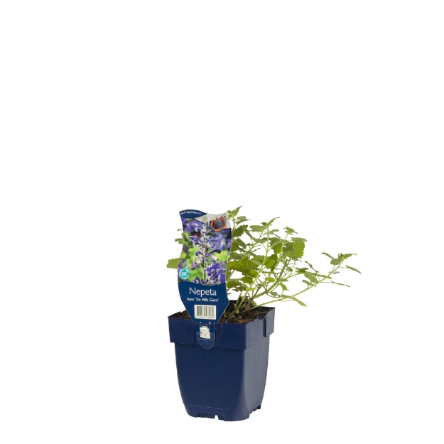 Image de Nepeta faassenii 'Six Hills Giant' - pot de 11 cm.