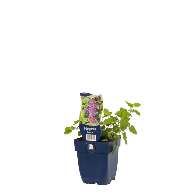 Image de Nepeta faassenii - pot de 11 cm.