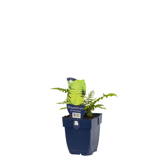 Image de Polystichum set. 'Herrenhausen' - pot de 11 cm.